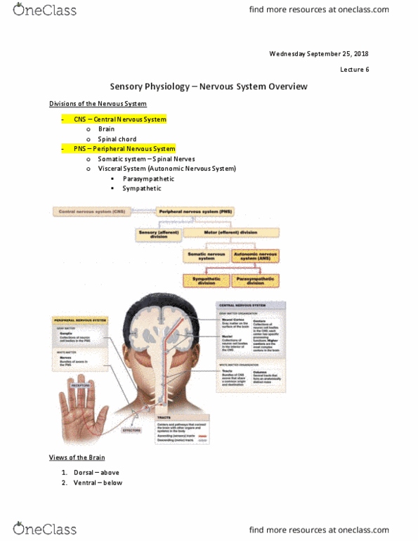 Physiology 1021 Lecture Notes - Lecture 6: Peripheral Nervous System, Autonomic Nervous System, Central Nervous System thumbnail