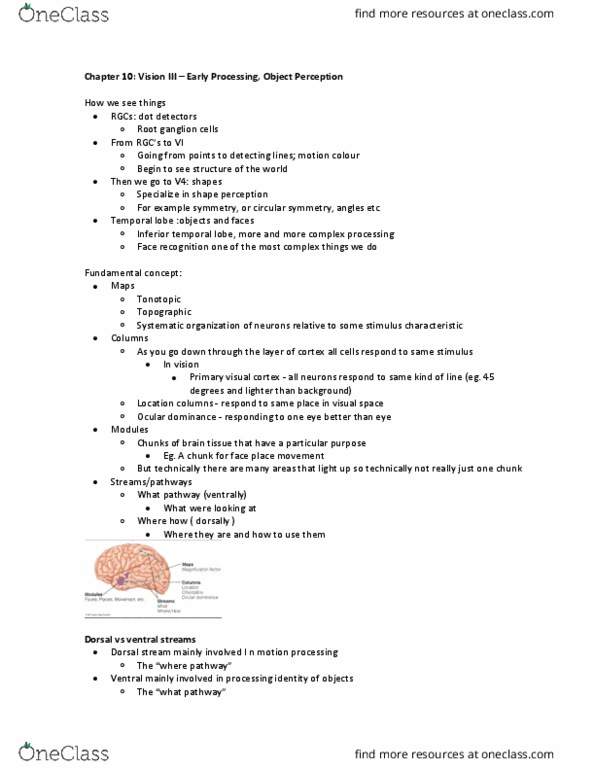 PSY 3108 Lecture Notes - Lecture 10: Ocular Dominance Column, Visual Cortex, Two-Streams Hypothesis thumbnail