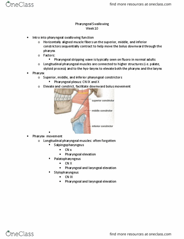 SPA 3101 Lecture Notes - Lecture 18: Pharyngeal Plexus Of Vagus Nerve, Pharyngeal Muscles, Glossopharyngeal Nerve thumbnail