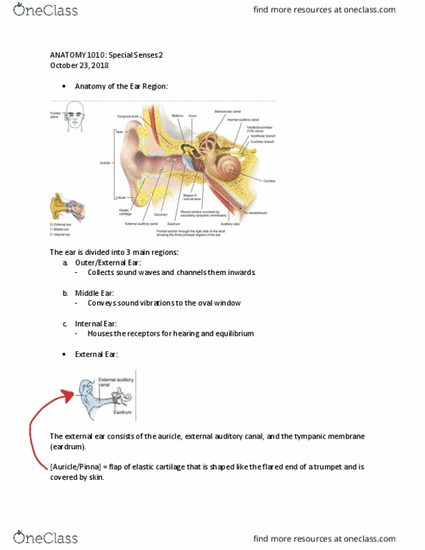 ANAT 1010 Lecture Notes - Lecture 17: Ear Canal, Oval Window, Elastic Cartilage thumbnail