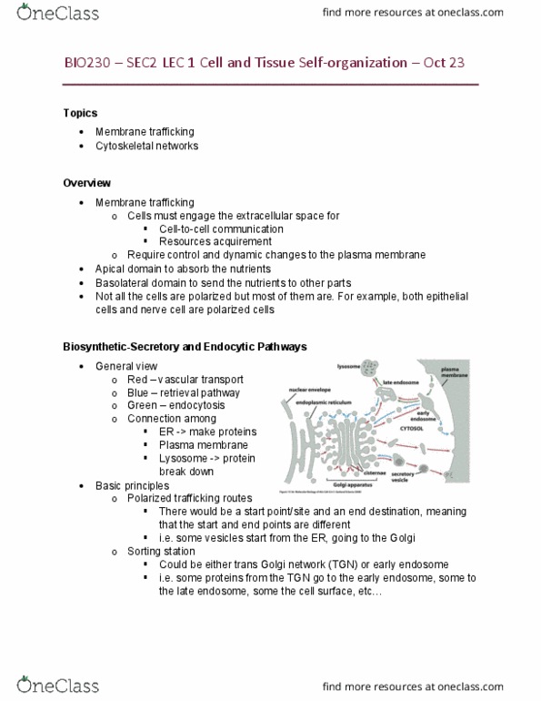 BIO230H1 Lecture Notes - Lecture 7: Endosome, Neuron, Endocytosis cover image