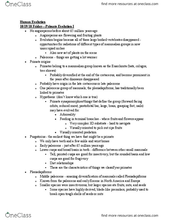 L48 Anthro 150A Lecture Notes - Lecture 22: Postorbital Bar, Paleocene, Treeshrew thumbnail