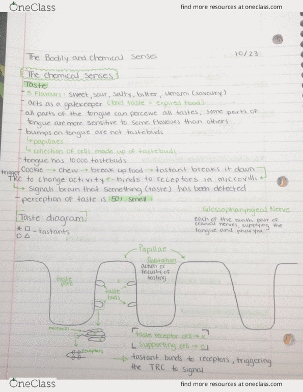 PSYO 1011 Lecture Notes - Lecture 14: Taste Receptor, Taste Bud, Microvillus cover image