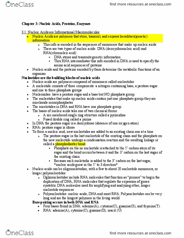 BSC 2010 Lecture Notes - Lecture 7: Pentose, Phosphodiester Bond, Polynucleotide thumbnail