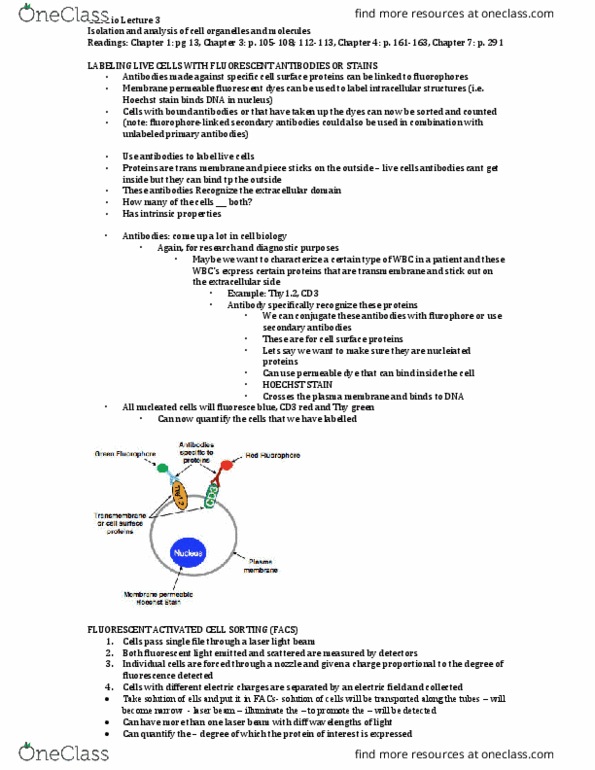 Biology 2382B Lecture Notes - Lecture 3: Primary And Secondary Antibodies, Fluorescence, Antibody thumbnail
