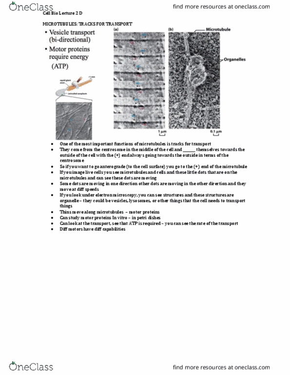 Biology 2382B Lecture Notes - Lecture 10: Motor Protein, Centrosome, Microtubule thumbnail