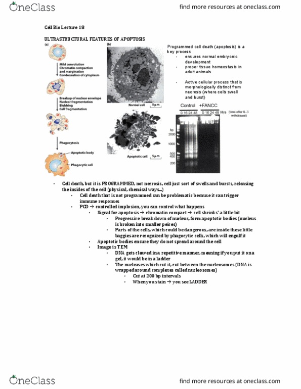 document preview image