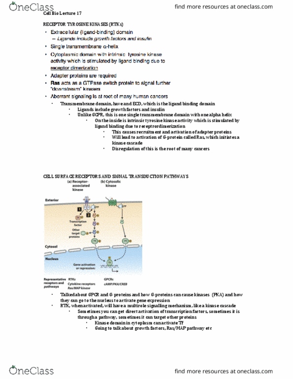 Biology 2382B Lecture Notes - Lecture 17: Transmembrane Domain, Protein Kinase, Ras Subfamily thumbnail