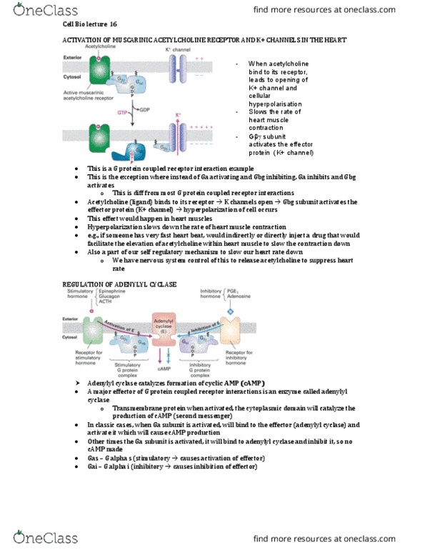 Biology 2382B Lecture Notes - Lecture 16: Adenylyl Cyclase, G Protein, Cyclic Adenosine Monophosphate thumbnail