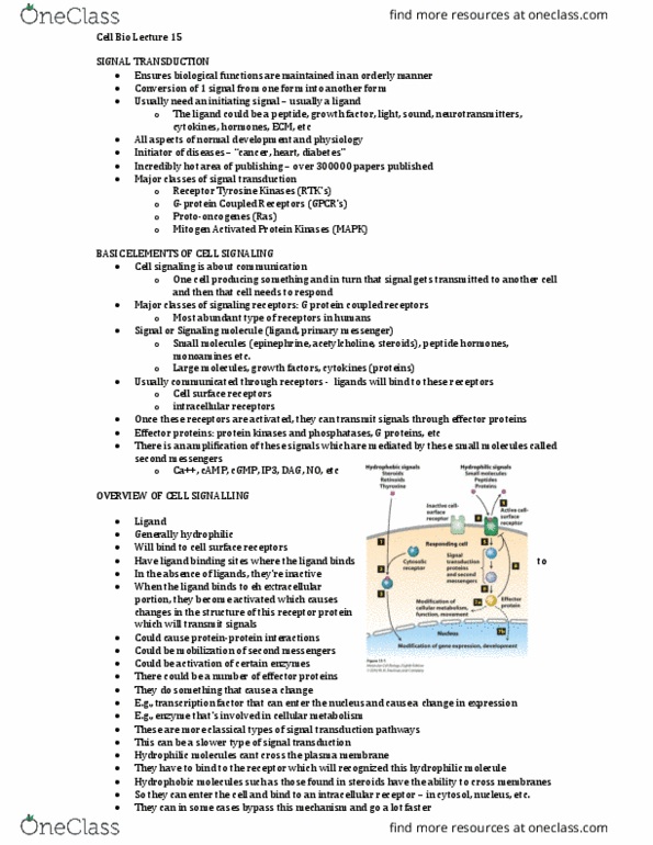 Biology 2382B Lecture Notes - Lecture 15: G Protein–Coupled Receptor, Steroid Hormone Receptor, Bacterial Effector Protein thumbnail