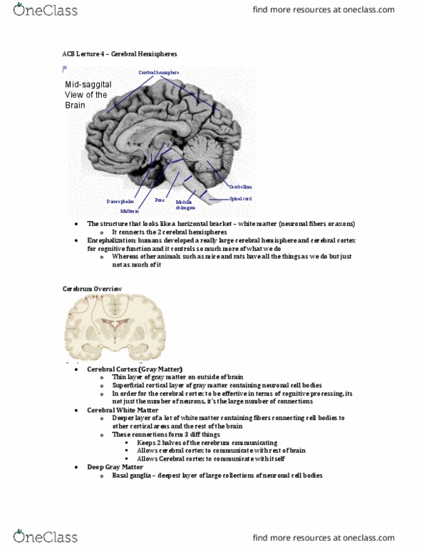 Anatomy and Cell Biology 3319 Lecture Notes - Lecture 4: Medulla Oblongata, Grey Matter, Basal Ganglia thumbnail
