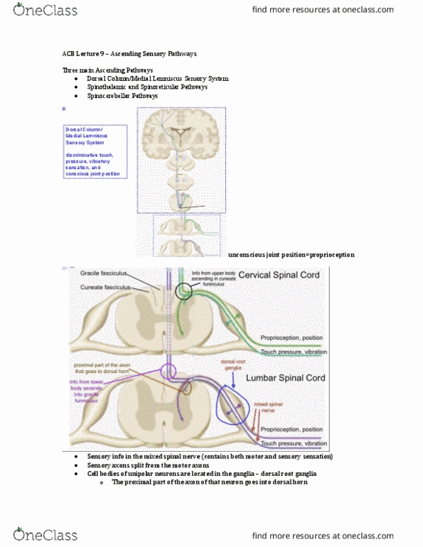 Anatomy and Cell Biology 3319 Lecture Notes - Lecture 9: Dorsal Root Ganglion, Medial Lemniscus, Posterior Grey Column thumbnail