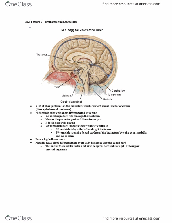 Anatomy and Cell Biology 3319 Lecture Notes - Lecture 7: Chiropractic, Midbrain, Diencephalon thumbnail