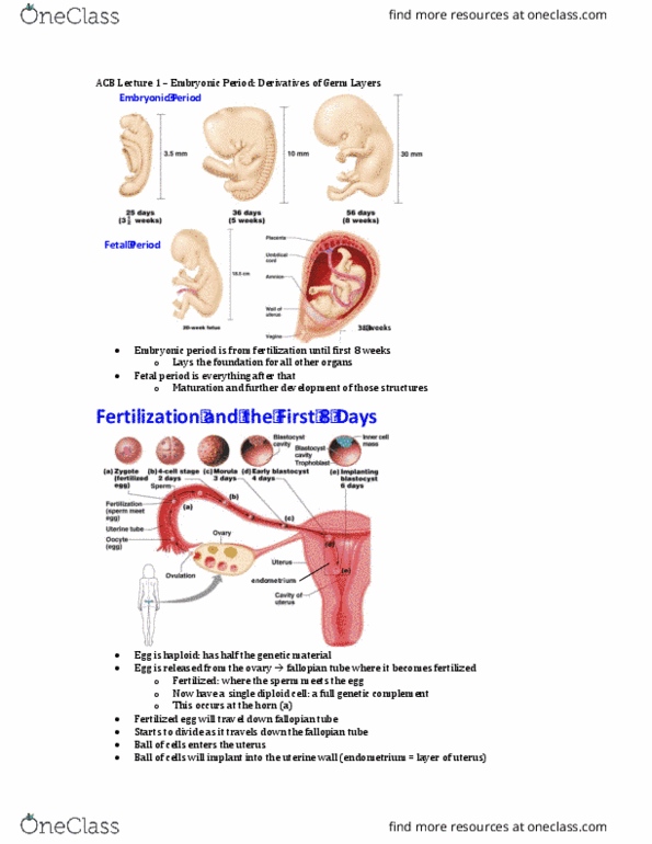 Anatomy and Cell Biology 3319 Lecture Notes - Lecture 1: Endometrium, Abdominal Cavity, Gastrulation thumbnail