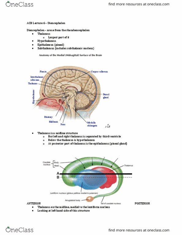 Anatomy and Cell Biology 3319 Lecture Notes - Lecture 6: Interthalamic Adhesion, Lentiform Nucleus, Subthalamic Nucleus thumbnail