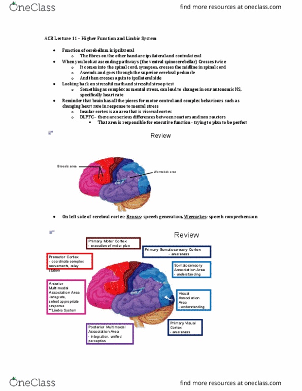 Anatomy and Cell Biology 3319 Lecture Notes - Lecture 11: Postcentral Gyrus, Cerebral Peduncle, Visual Cortex thumbnail
