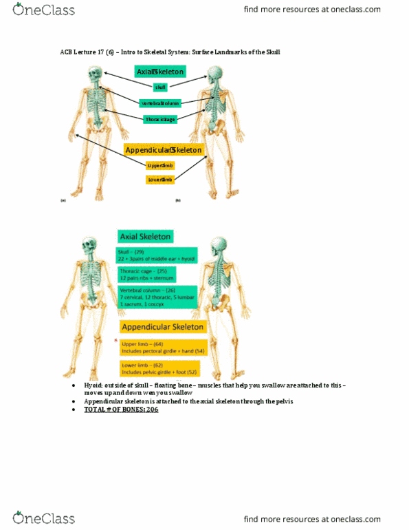 Anatomy and Cell Biology 3319 Lecture Notes - Lecture 17: Appendicular Skeleton, Axial Skeleton, Vertebral Column thumbnail