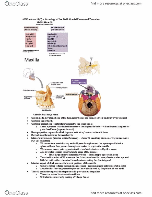 Anatomy and Cell Biology 3319 Lecture Notes - Lecture 18: Maxillary Sinus, Posterior Cranial Fossa, Anterior Cranial Fossa thumbnail