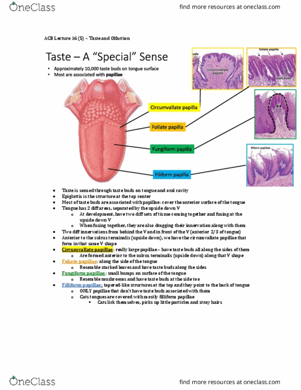 Anatomy and Cell Biology 3319 Lecture 16: Anatomy and Cell Biology 3319 2nd Quarter Notes thumbnail