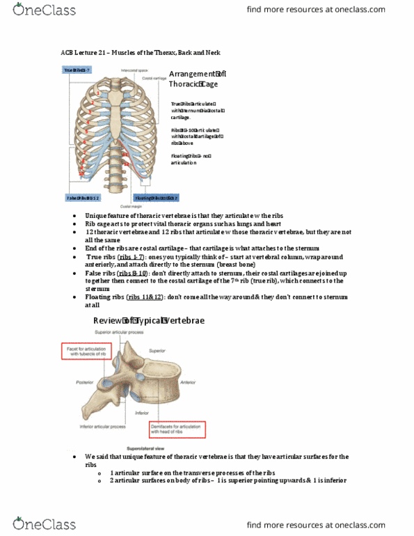 Anatomy and Cell Biology 3319 Lecture Notes - Lecture 10: Costal Cartilage, Rib Cage, Sternum thumbnail