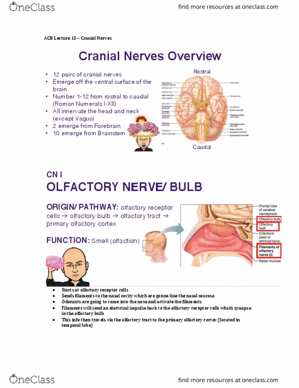 Anatomy and Cell Biology 3319 Lecture Notes - Lecture 13: Primary Olfactory Cortex, Olfactory Receptor, Olfactory Bulb thumbnail