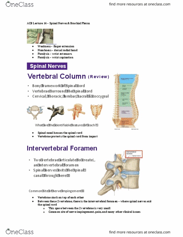 Anatomy and Cell Biology 3319 Lecture Notes - Lecture 14: Intervertebral Foramina, Brachial Plexus, Cervical Vertebrae thumbnail