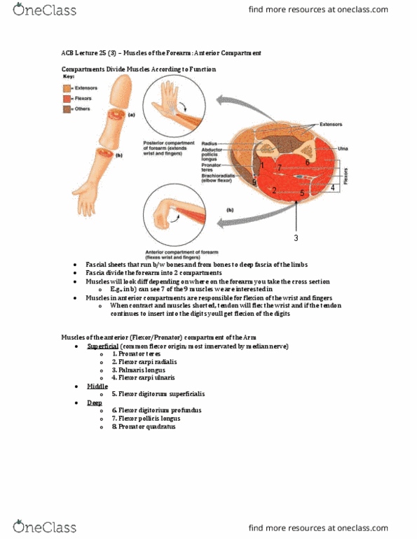 Anatomy and Cell Biology 3319 Lecture Notes - Lecture 25: Flexor Pollicis Longus Muscle, Flexor Digitorum Profundus Muscle, Flexor Digitorum Superficialis Muscle thumbnail