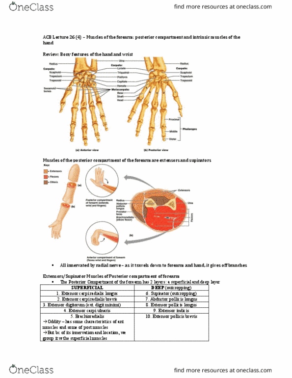 Anatomy and Cell Biology 3319 Lecture Notes - Lecture 26: Extensor Pollicis Brevis Muscle, Extensor Pollicis Longus Muscle, Extensor Carpi Ulnaris Muscle thumbnail