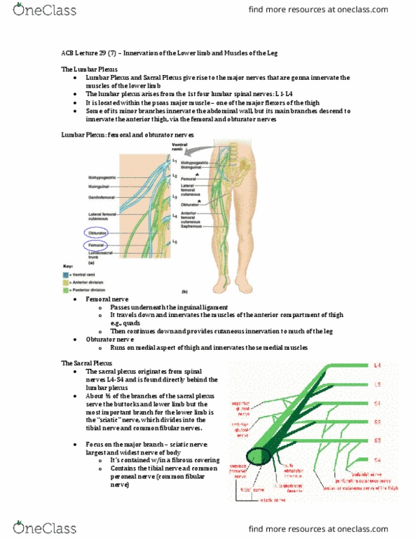 Anatomy and Cell Biology 3319 Lecture Notes - Lecture 29: Common Peroneal Nerve, Sacral Plexus, Lumbar Plexus thumbnail