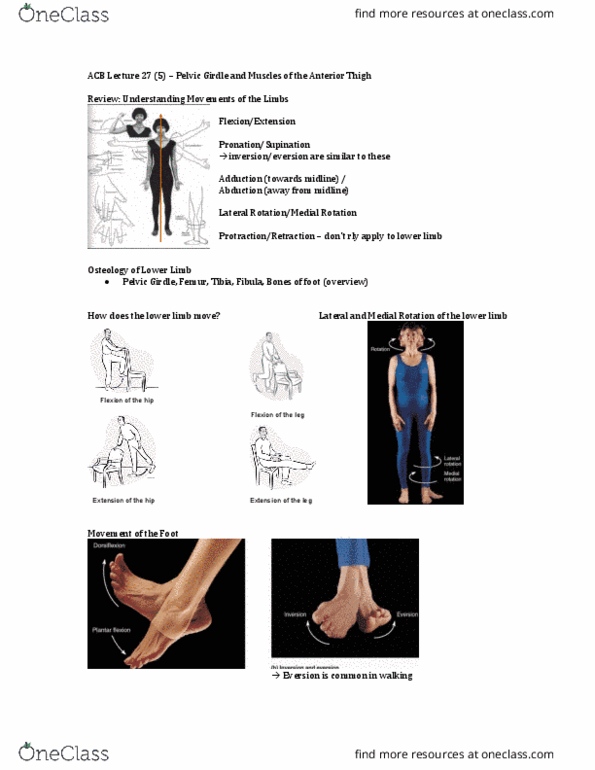 Anatomy and Cell Biology 3319 Lecture Notes - Lecture 27: Ischium, Talar, Epiphyseal Plate thumbnail