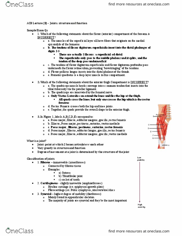 Anatomy and Cell Biology 3319 Lecture Notes - Lecture 30: Flexor Digitorum Superficialis Muscle, Flexor Digitorum Profundus Muscle, Vastus Medialis thumbnail