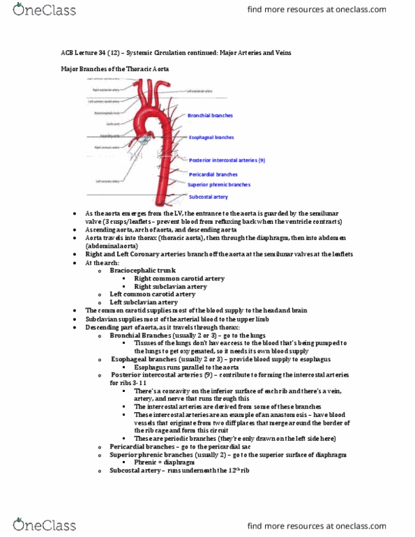 Anatomy and Cell Biology 3319 Lecture Notes - Lecture 34: Common Carotid Artery, Subclavian Artery, Intercostal Arteries thumbnail