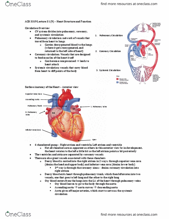 Anatomy and Cell Biology 3319 Lecture Notes - Lecture 31: Superior Vena Cava, Left Coronary Artery, Right Coronary Artery thumbnail