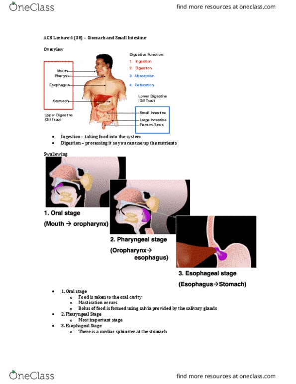 Anatomy and Cell Biology 3319 Lecture Notes - Lecture 38: Bronchus, Pepsin, Hyoid Bone thumbnail