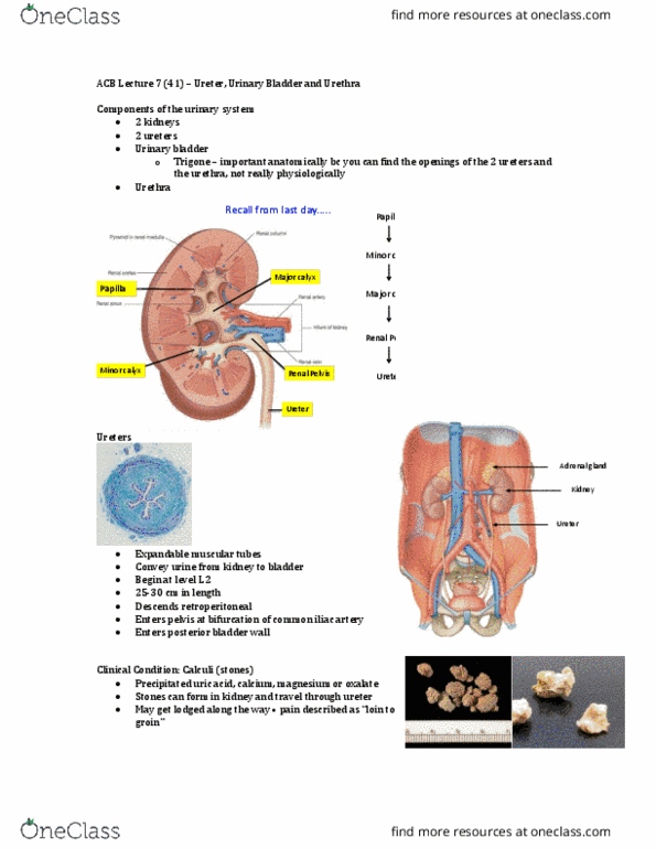 Anatomy and Cell Biology 3319 Lecture Notes - Lecture 41: Renal Calyx, Kidney Stone Disease, Common Iliac Artery thumbnail