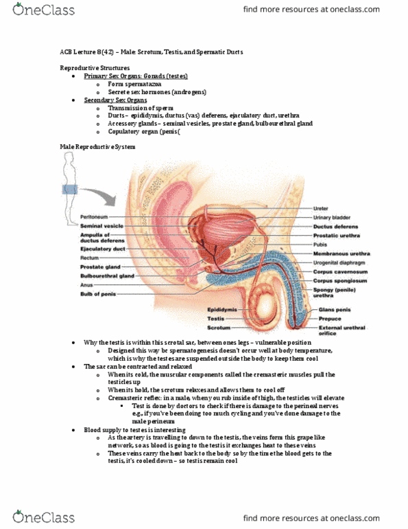 Anatomy and Cell Biology 3319 Lecture Notes - Lecture 42: Cremasteric Reflex, Cremaster Muscle, Ejaculatory Duct thumbnail