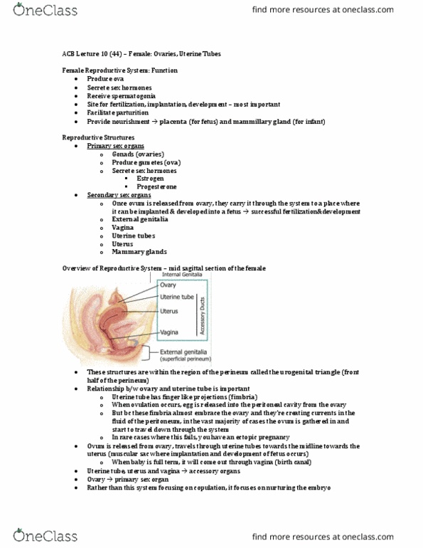 Anatomy and Cell Biology 3319 Lecture Notes - Lecture 44: Fallopian Tube, Uterine Cavity, Urogenital Triangle thumbnail
