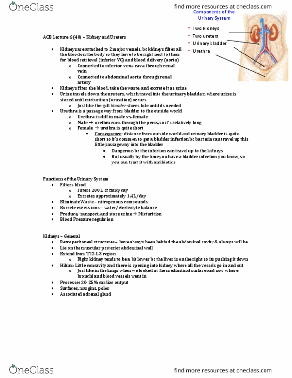 Anatomy and Cell Biology 3319 Lecture Notes - Lecture 40: Urinary Bladder, Urinary Tract Infection, Urethra thumbnail