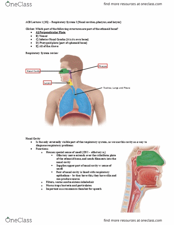 Anatomy and Cell Biology 3319 Lecture Notes - Lecture 35: Cribriform Plate, Ethmoid Bone, Nasal Bone thumbnail