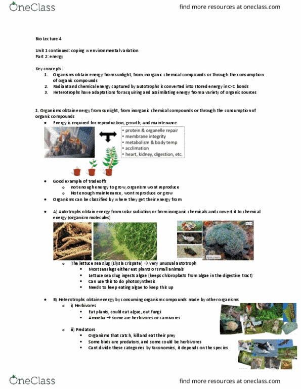 Biology 2483A Lecture Notes - Lecture 4: Autotroph, Chemical Energy, Herbivore thumbnail
