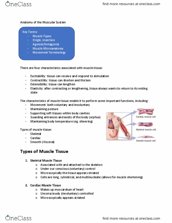 BIOM 3010 Lecture Notes - Lecture 3: Multinucleate, Cardiac Muscle, Motor Neuron thumbnail