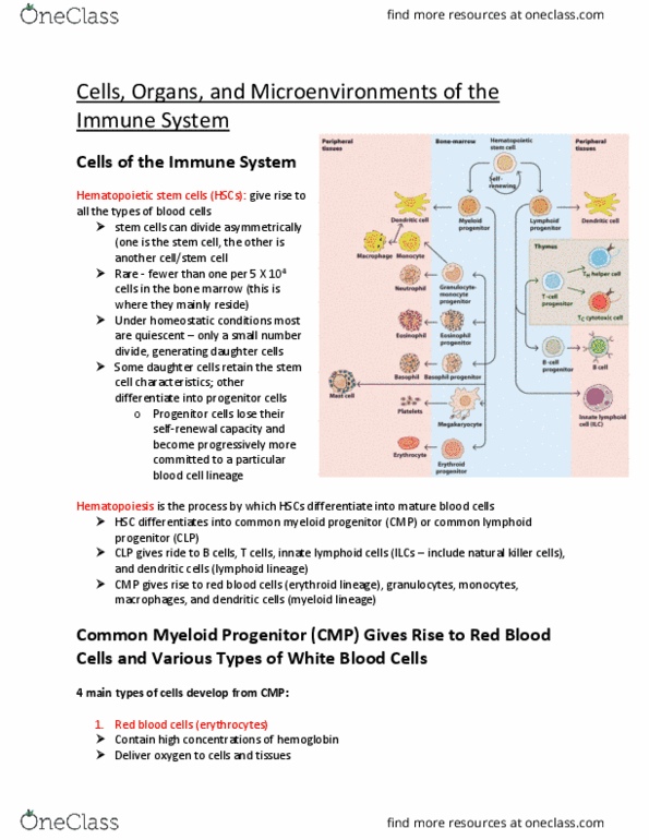 MICR 3230 Lecture Notes - Lecture 3: Hematopoietic Stem Cell, Cfu-Gemm, Lymphopoiesis thumbnail