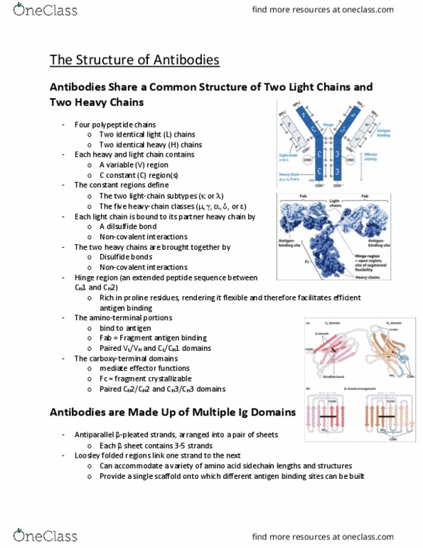 MICR 3230 Lecture Notes - Lecture 8: Fragment Antigen-Binding, Disulfide, Fragment Crystallizable Region thumbnail