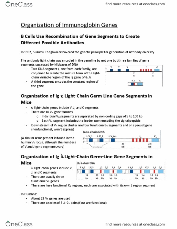 MICR 3230 Lecture Notes - Lecture 9: Immunoglobulin Light Chain, Signal Peptide, Pseudogene thumbnail
