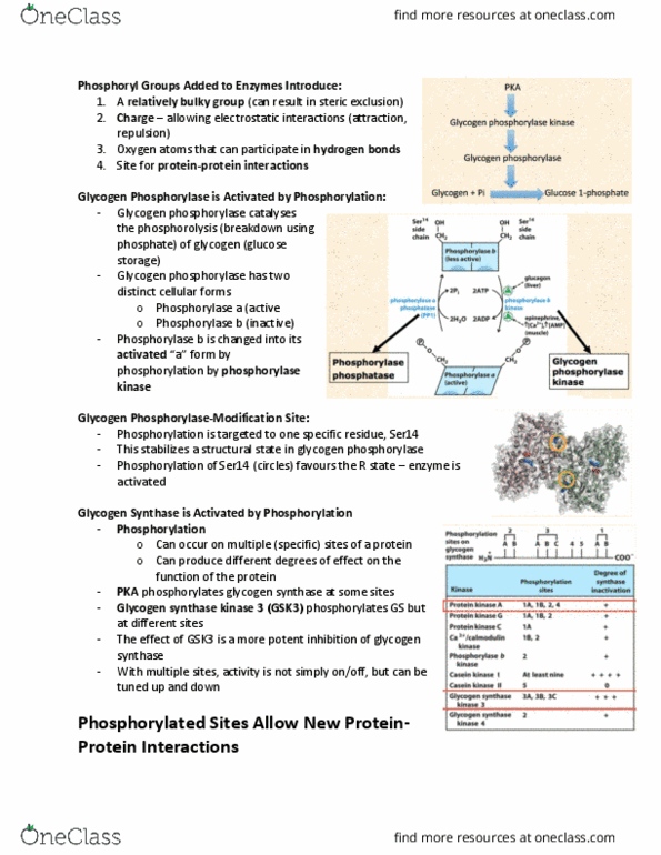 BIOC 3560 Lecture Notes - Lecture 7: Gsk-3, Glycogen Phosphorylase, Phosphorylase Kinase thumbnail