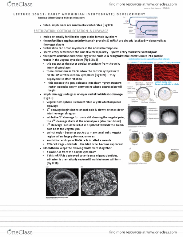 CSB328H1 Lecture Notes - Lecture 10: Bone Morphogenetic Protein 2, Sox2, Growth Factor thumbnail