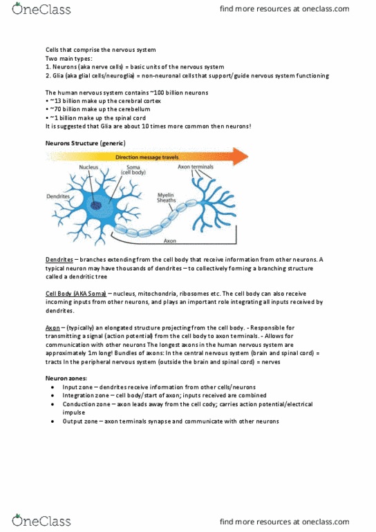 PSYC1004 Lecture Notes - Lecture 11: Peripheral Nervous System, Cerebral Cortex, Neuroglia thumbnail