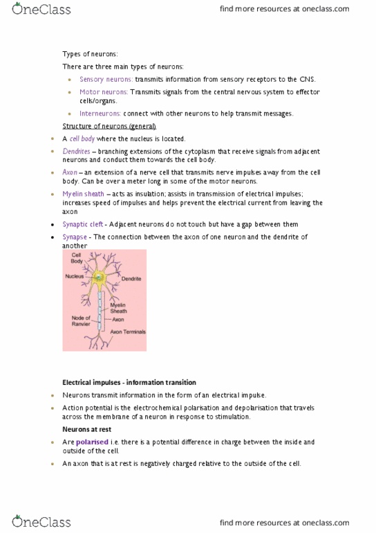 PSYC1004 Lecture Notes - Lecture 12: Myelin, Depolarization, Resting Potential thumbnail
