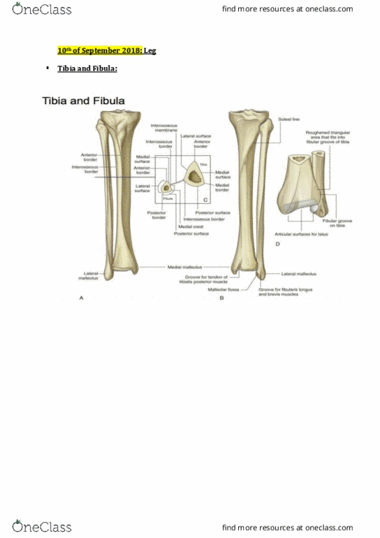 HLTH109 Lecture Notes - Lecture 12: Plantar Arch, Plantaris Muscle, Popliteus Muscle thumbnail
