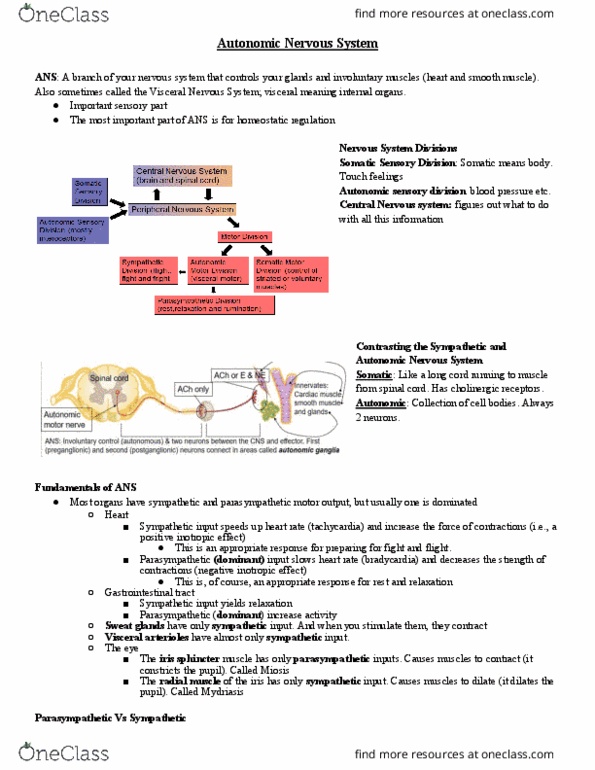 HTHSCI 1H06 Lecture Notes - Lecture 7: Iris Sphincter Muscle, Autonomic Nervous System, Sympathetic Nervous System thumbnail